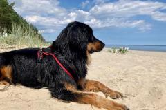 kira_am_wasser_mit_sand