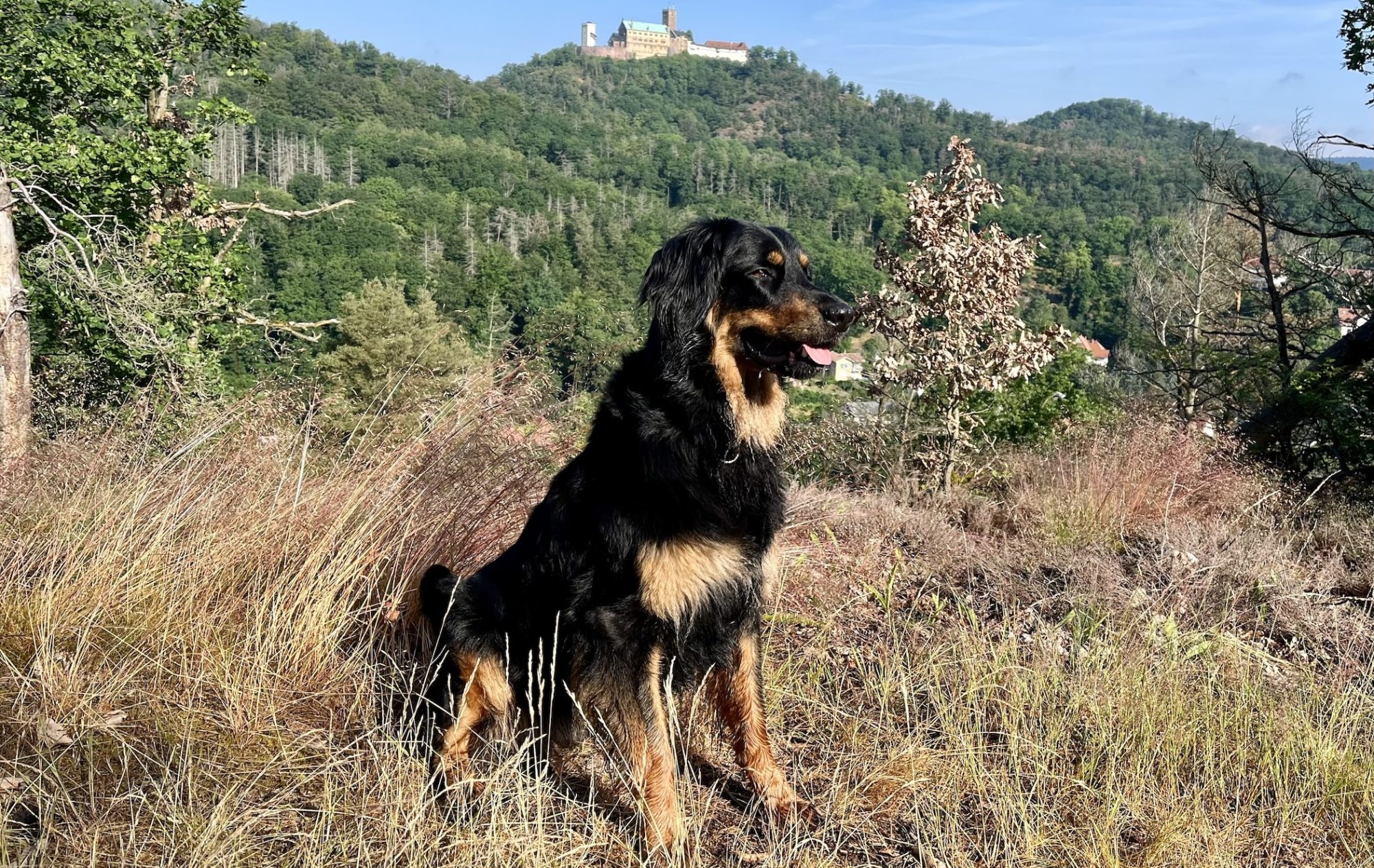 Hovawarte vom Wartburgblick